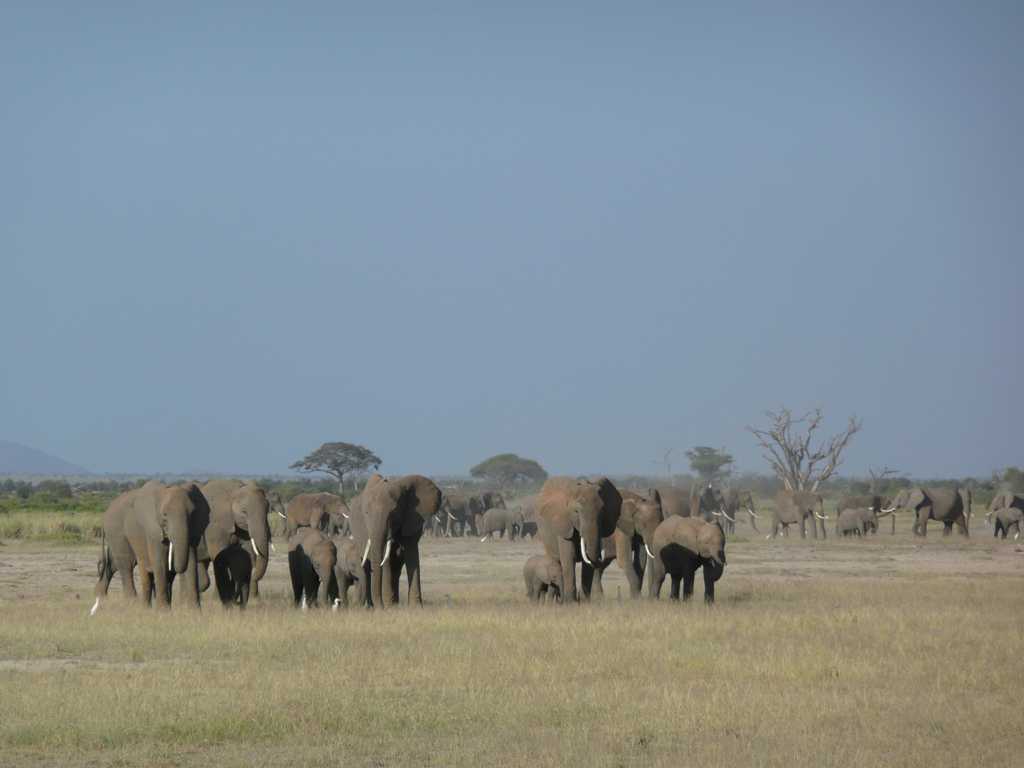 草原上的非洲象图片