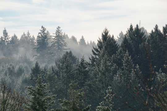 大雾天的丛林景观