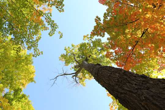 秋日树木高清图片