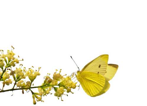 黄色鲜花蝴蝶图片