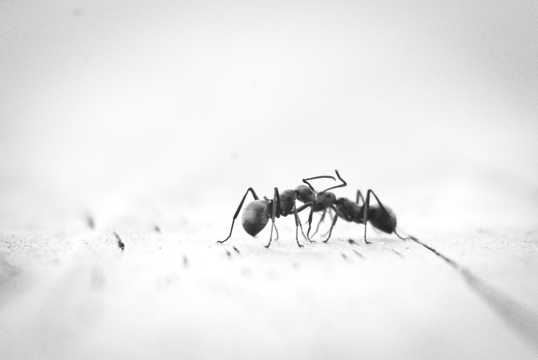 勤劳的蚂蚁图片