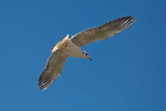 天空中翱翔的海鸥