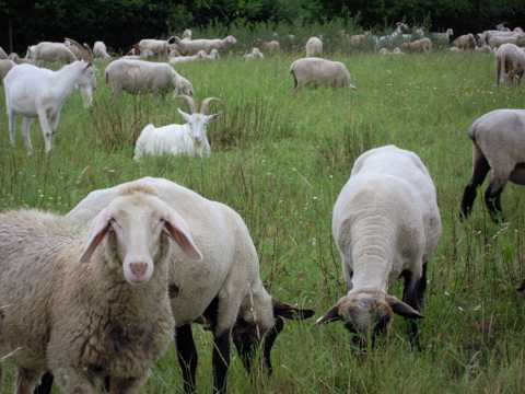 放牧中的羊群图片
