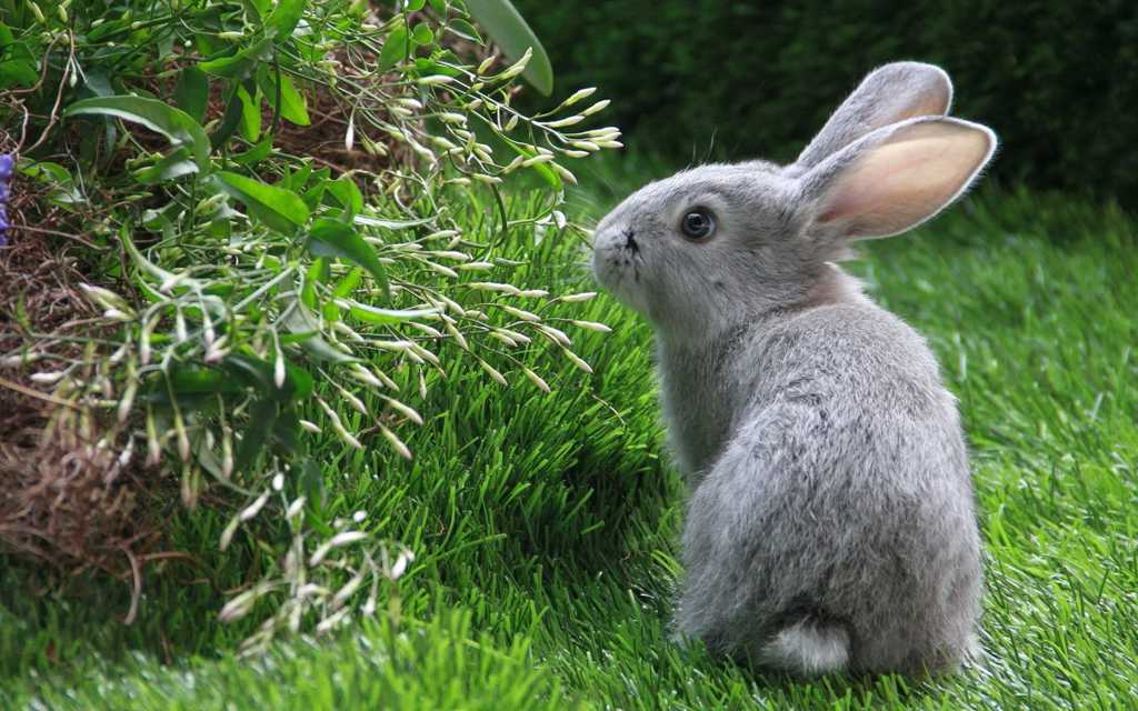 草坪捕食的灰兔