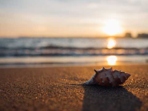夕阳中的海螺图片