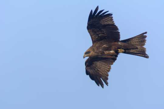 黑色老鹰展翅高飞图片