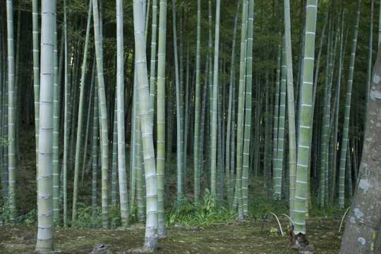 绿色竹子林图片