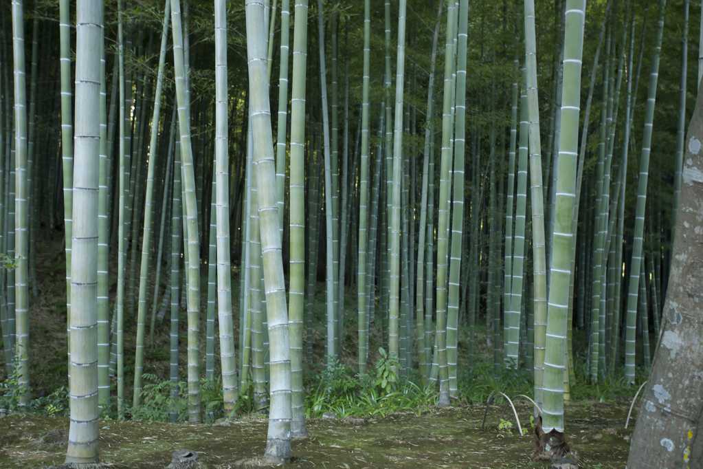 绿色竹子林图片