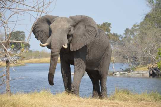 身躯健壮的非洲象