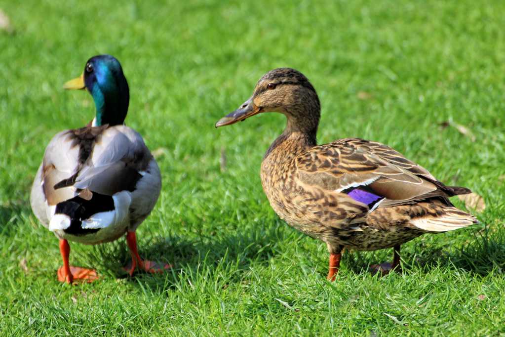 草地上的两只鸭子