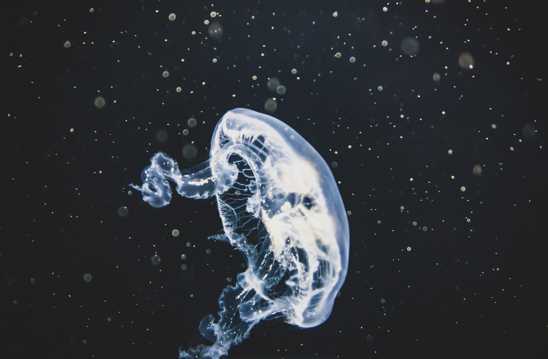 晶莹透亮的水母图片