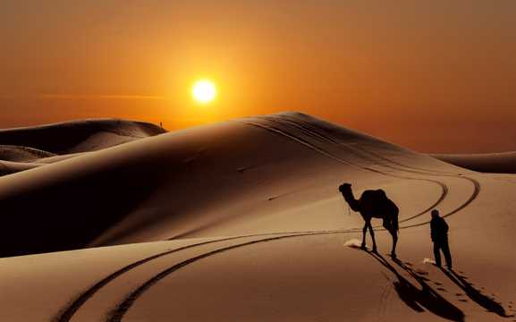 戈壁骆驼图片