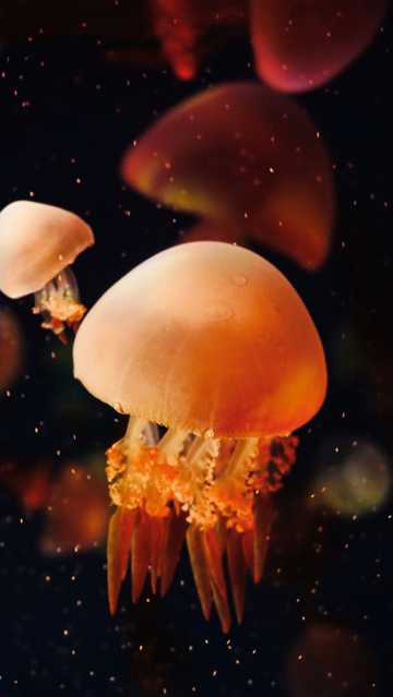深海的水母图片