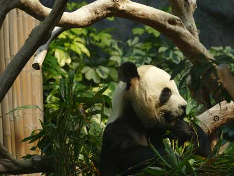 动物园里的国宝大熊猫图片