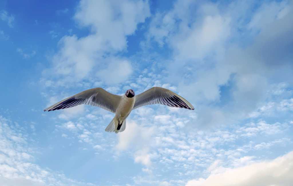 展翅遨游的海鸥图片