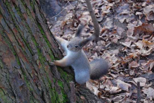 爬树的小松鼠图片