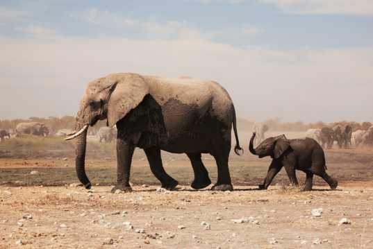 身材魁伟的非洲大象