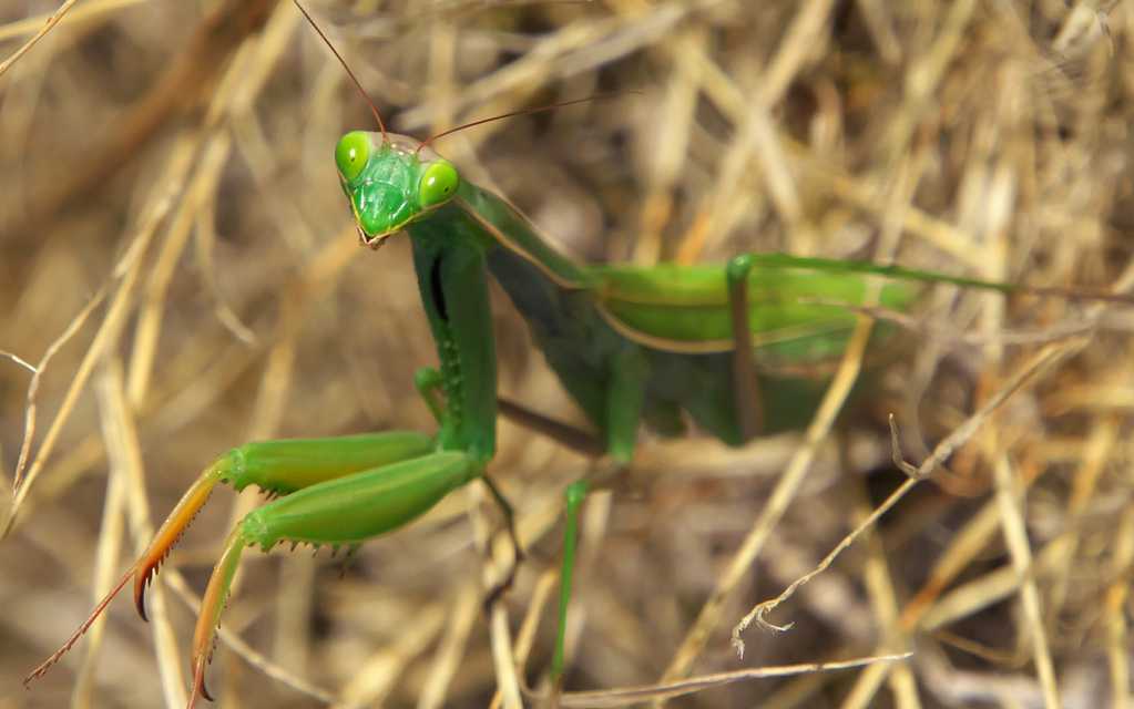 绿色螳螂拍照图片