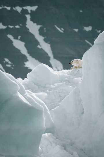 冰雪中的北极熊图片