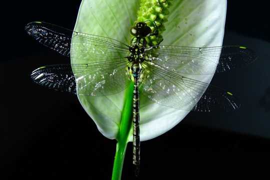 身材曼妙的蜻蜓图片