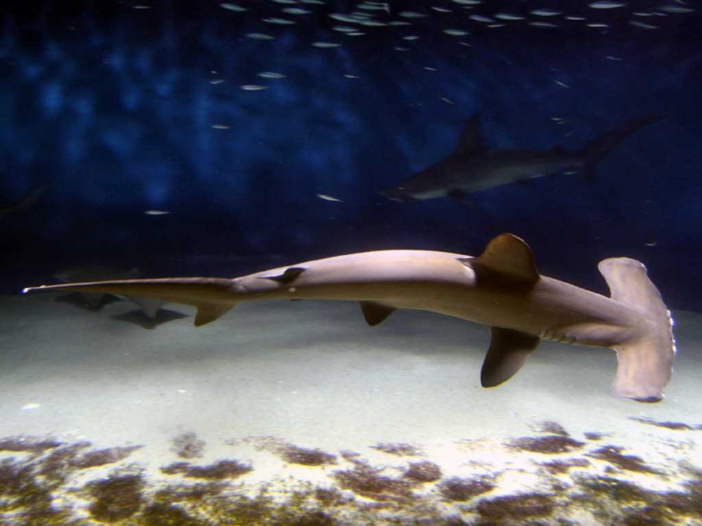 海底遨游的长尾鲨鱼