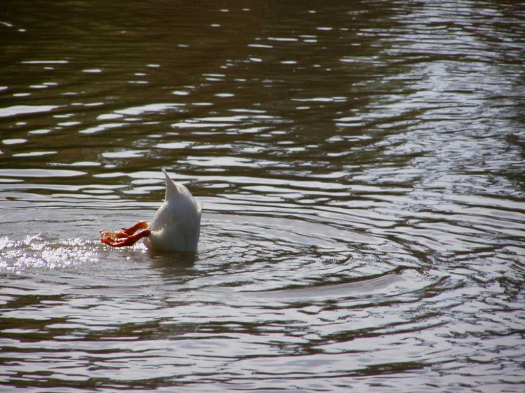 戏水的鸭子图片