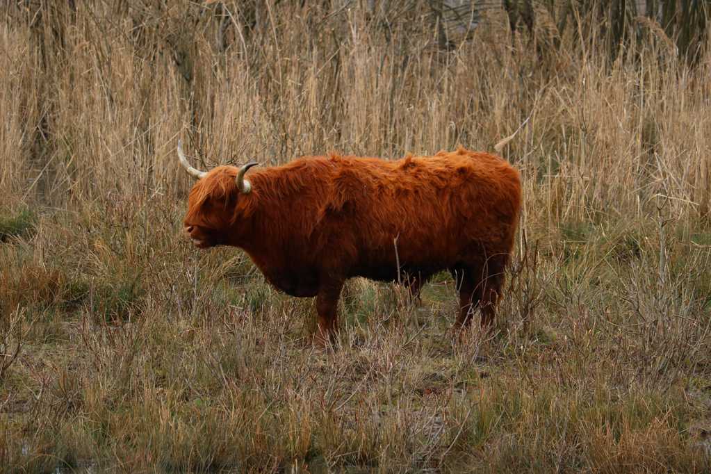 草原上的苏格兰高原牛