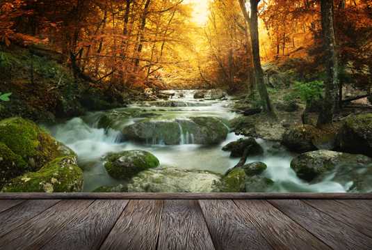 林中木桥边溪流光景图片