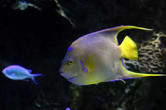 海底黄色欣赏鱼图片