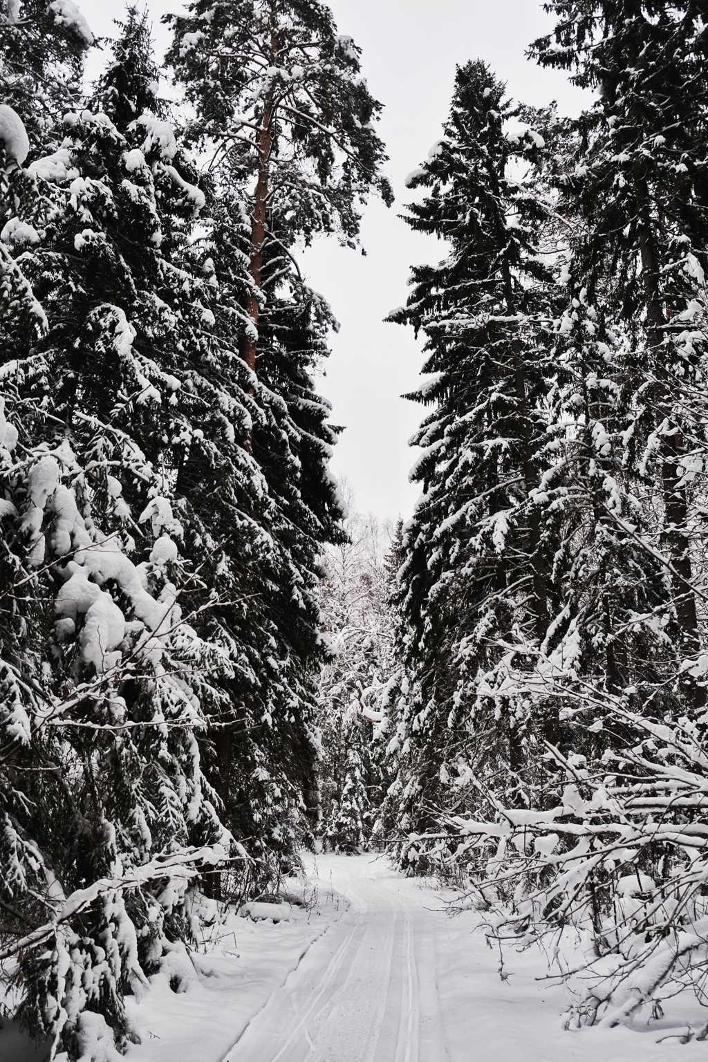冬天树林积雪雪景图片