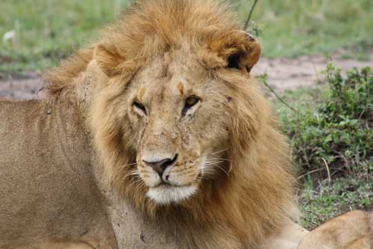 非洲野生狮子