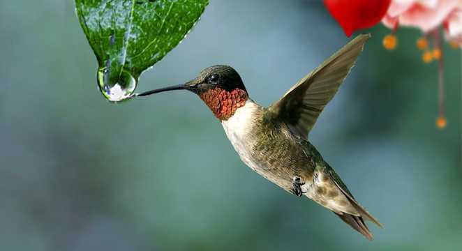 可爱的红喉蜂鸟图片