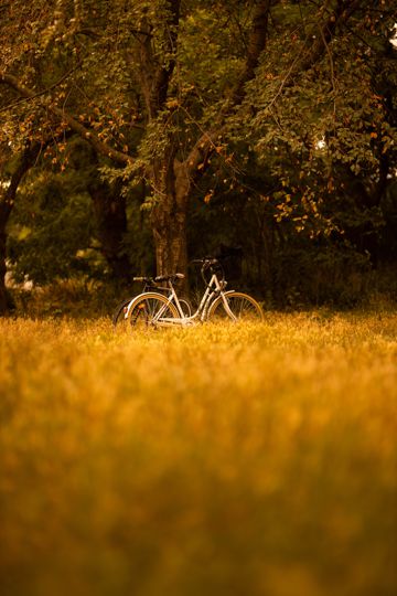 秋天森林单车光景图片