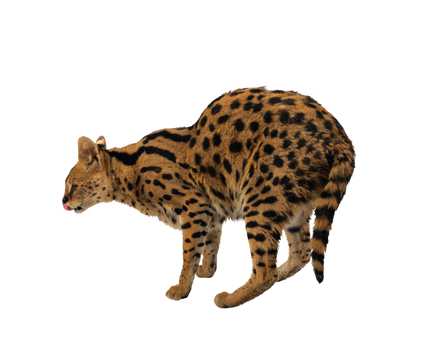 一只凶猛的孟加拉豹猫