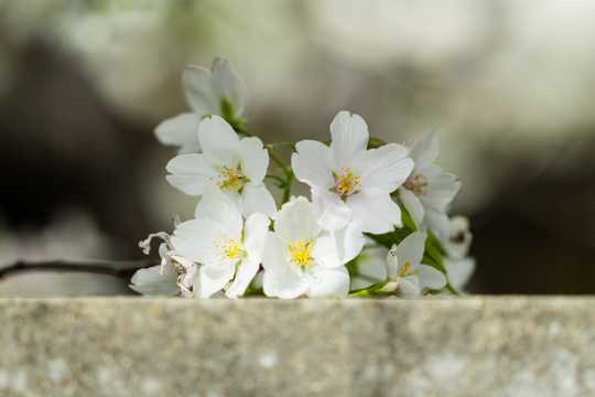 春日公园花卉图片