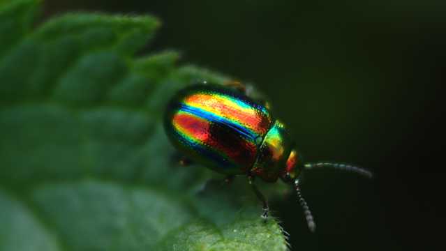 菜叶上的彩色甲虫