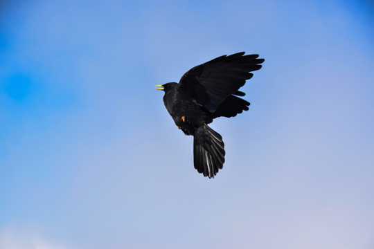 飞翔的乌鸦图片