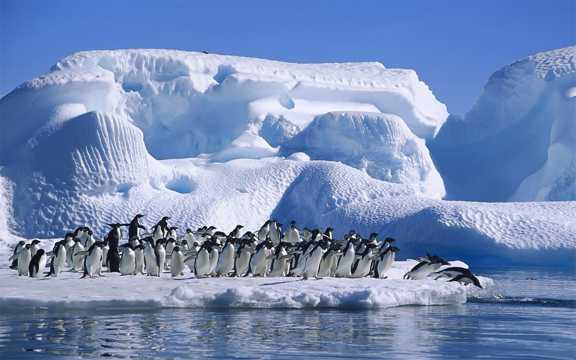 冰川上的企鹅图片