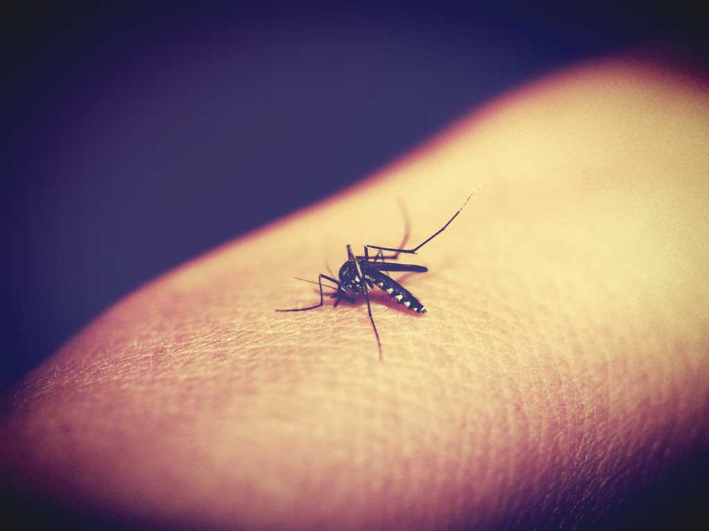 毒蚊子图片