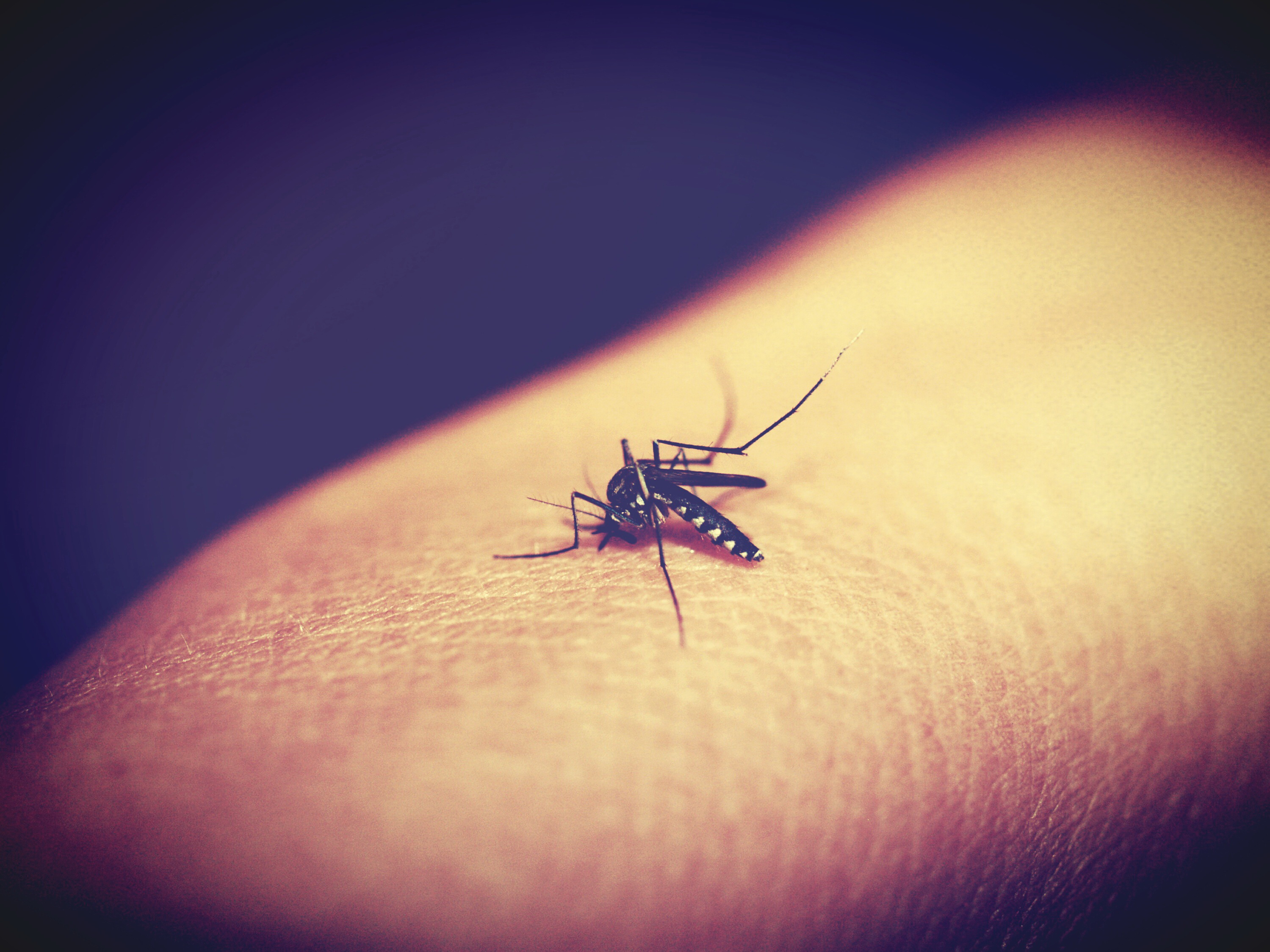 怎么杀蚊子，灭蚊子有哪些简单有效的办法 | 说明书网