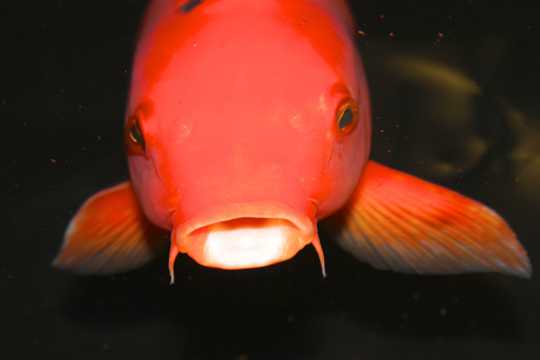 红色锦鲤鱼图片