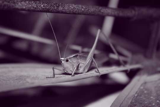 蚂蚱昆虫黑白图片