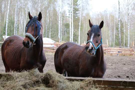 牧场蓄养的两匹棕色马