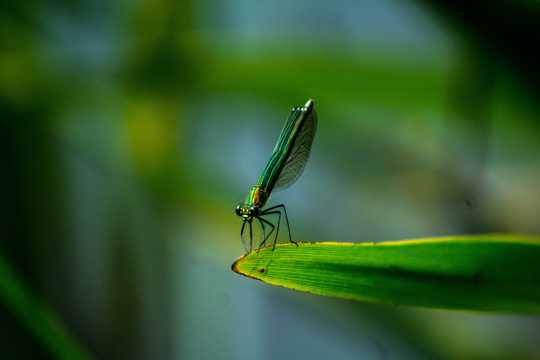 绿叶上休憩的蜻蜓图片