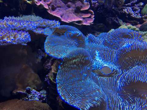大海珊瑚礁图片