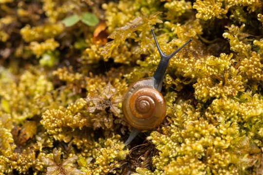 一只小蜗牛图片
