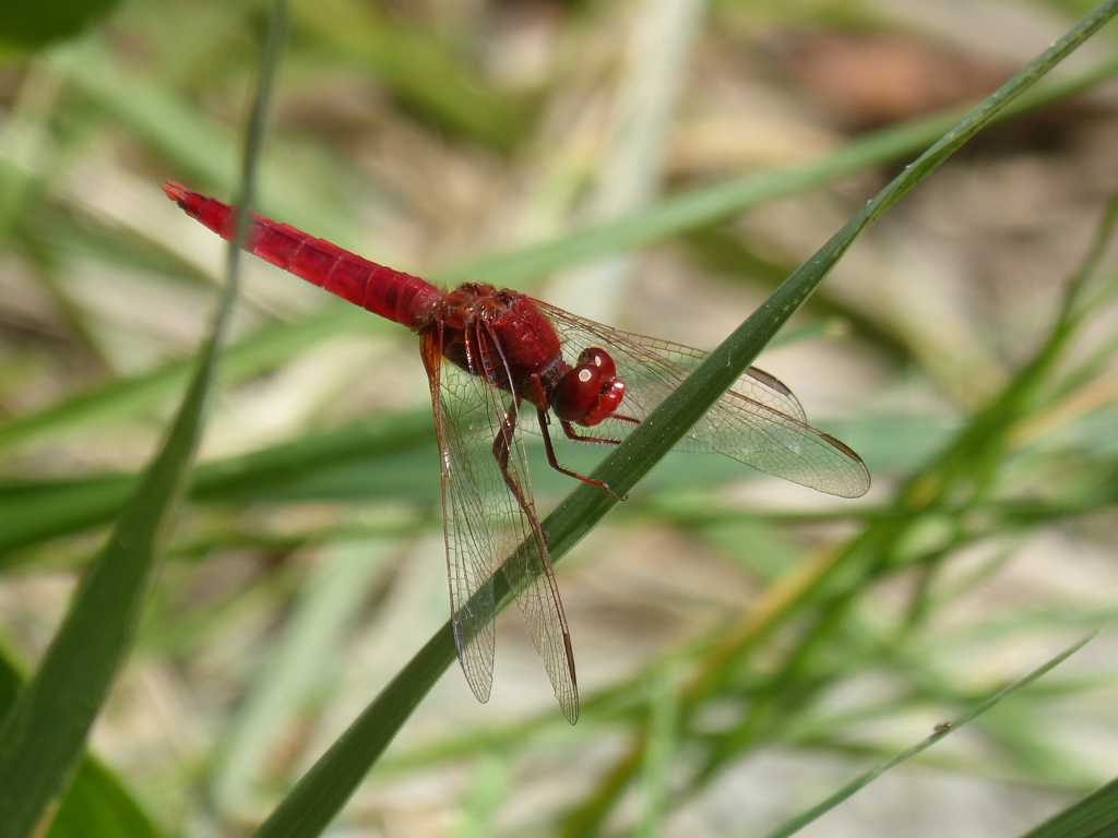 草叶上停歇的红蜻蜓