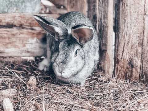 可爱的灰兔子