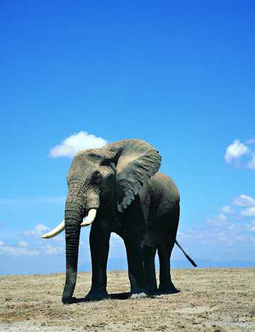 蓝天下的非洲象图片