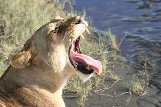 凶猛的野生狮子图片